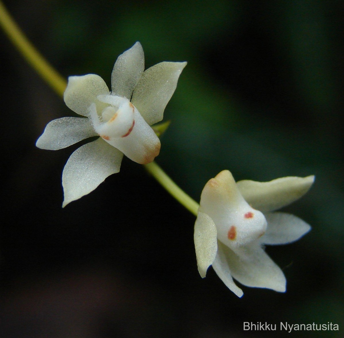 Thrixspermum pulchellum (Thwaites) Schltr.